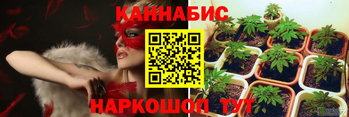 Каннабис AK-47  Канабис сатива  Конопля семена  Вход с VPN  Конопля LSD WEED  Ртищево 